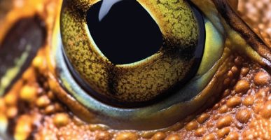 affiche_frequence_grenouilles_2026